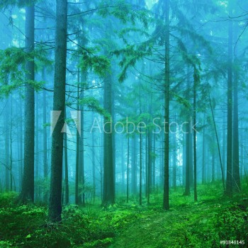 Bild på Dreamy green and blue colored foggy fairytale autumn season forest landscape background